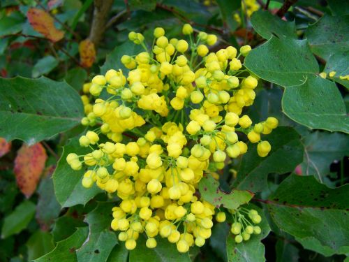 Mahonia Gėlė, Geltona Gėlė, Pavasaris