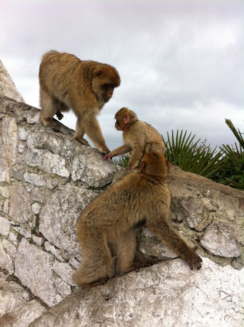 Beždžionės & Nbsp,  Gibraltaras,  Monkey & Nbsp,  Gibraltaras,  Ispanija,  Gibraltaro Beždžionės