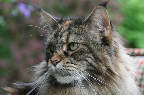 Meino Meškėnų,  Katė,  Forest Cat