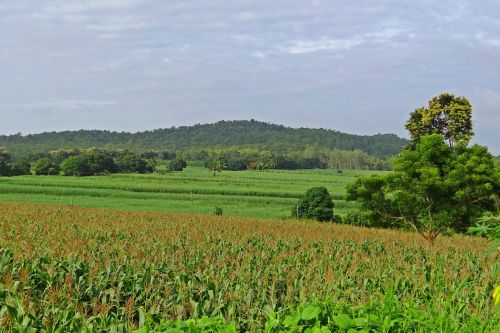 Kukurūzų Laukas, Kalvos, Kraštovaizdis, Vakarų Gatas, Karnataka, Indija