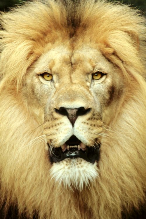 Liūtas,  Didelis & Nbsp,  Katinas,  Didingas,  Afrika,  Auksinis,  Pavojingas,  Žvėrys,  Ramus,  Didybė,  Regal,  Portretas,  Didingas Liūtas