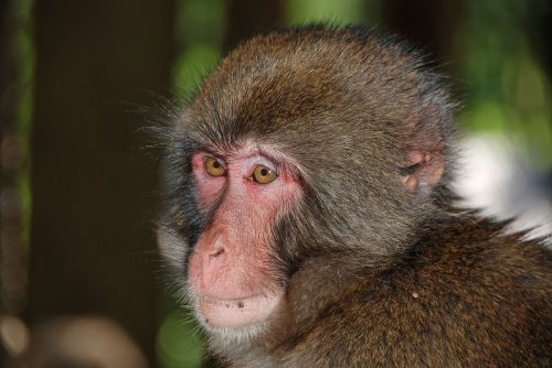Makake, Beždžionė, Laukinės Gamtos Fotografija, Beždžionių Portretas, Primatas, Gyvūnas