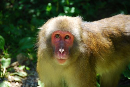 Makake, Beždžionė, Laukinės Gamtos Fotografija, Primatas, Gyvūnas