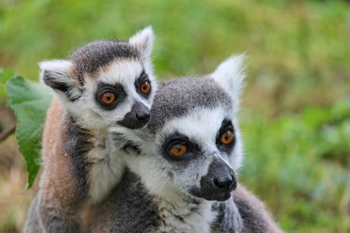 Makis, Lemūrai, Lemūrai Beždžionėms, Užtvankos, Jaunas, Šeima, Madagaskaras, Mielas, Žiūrėti, Žinduolis, Akys, Įdomu, Primatai, Gyvūnai, Gamta, Žieduotas, Dryžuotas, Ape, Dėmesio, Išraiška, Ausys, Dėmesio Centre, Galvos, Kailis, Snukis, Išsamiai, Gyvūnų Nuotrauka, Gyvūnų Portretas, Zoologijos Sodas