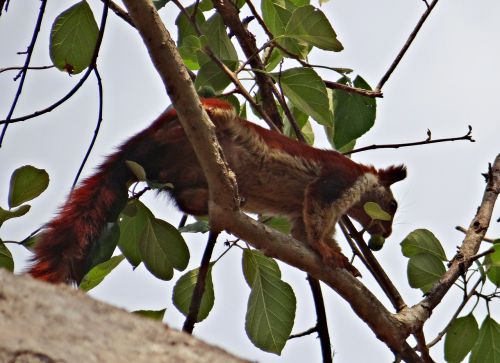 Malabar Gigantiška Voverė, Ratufa Indica, Indijos Milžiniška Voverė, Laukinė Gamta, Gyvūnas, Voverė, Karnataka, Indija