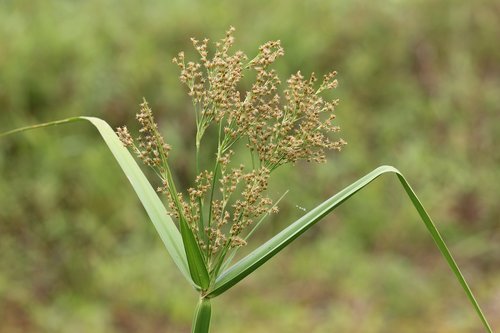 Malaccensis,  Cyperus,  Laukinių,  Žolė