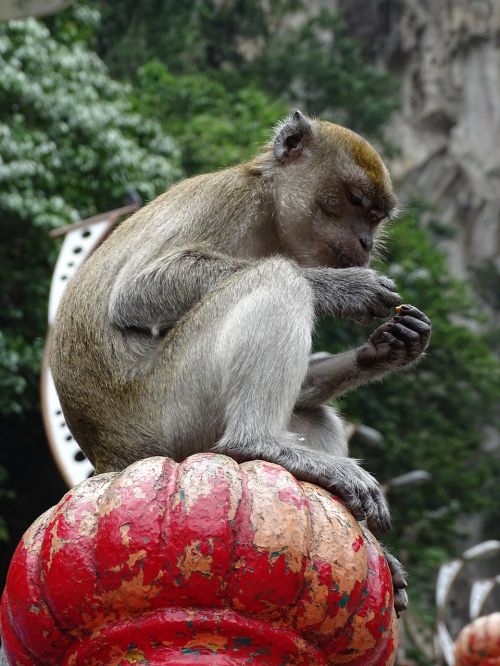 Malaizija, Batu Urvai, Beždžionė, Gyvūnai
