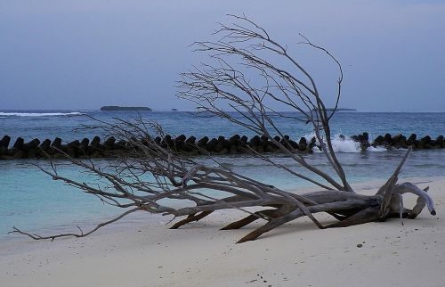 Maldyvai, Papludimys, Flotsam, Jūra