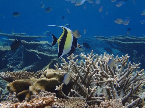 Maldyvai, Indijos Vandenynas, Žuvis