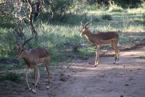 Vyrų Impala, Pilanesbergas, Safari, Gyvūnas, Lauke, Krūmas, Afrika, Pietų Afrika, Laukiniai, Turizmas, Gamta, Laukinė Gamta