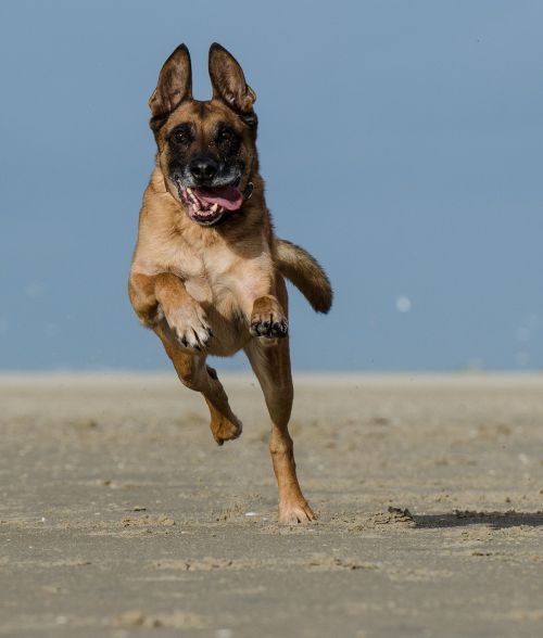 Malinois, Bėgimas Šuo Paplūdimyje, Belgijos Aviganis
