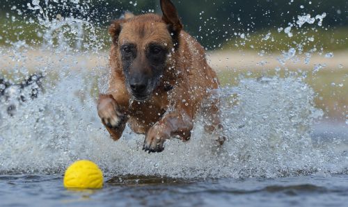 Malinois, Rutulys, Vasara, Judesio Įrašymas, Šokinėti, Vanduo