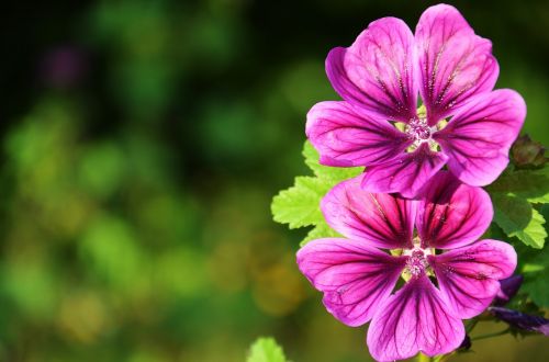 Mallow, Gėlės, Gėlių Pieva, Vasara, Gamta, Uždaryti, Žiedas, Žydėti, Šviesiai Violetinė, Rožinis, Violetinė, Violetinė, Laukinė Gėlė, Spalva, Žalias, Augalas, Pieva