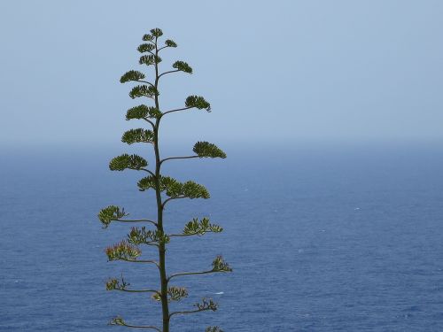 Malta, Jūra, Augalas, Kaktusas