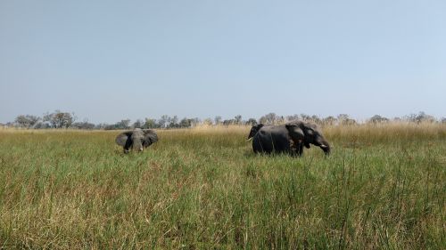 Žinduolis, Žolė, Ganyklos, Lauke, Dramblys, Botsvana, Okavango