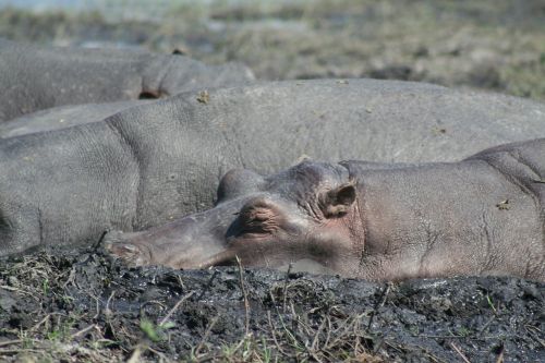 Žinduolis, Gyvūnas, Afrika, Hippos, Gamta, Laukinė Gamta