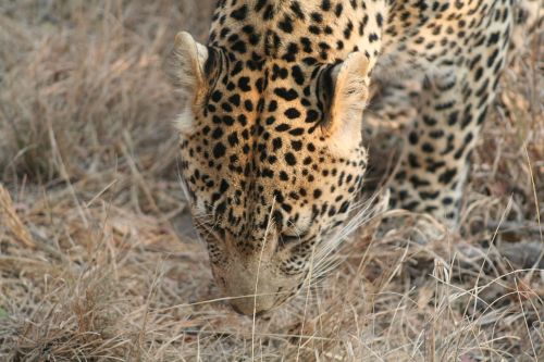Žinduolis, Gyvūnas, Leopardas, Leopardas Valgyti, Afrika, Gamta, Laukinė Gamta