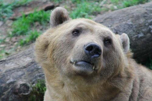 Žinduolis,  Turėti,  Gamta,  Gyvūnų Pasaulis,  Gyvūnas,  Laukiniai,  Laukinis Gyvūnas,  Zoologijos Sodas,  Plėšrūnas,  Saldus,  Spalva,  Padaras,  Atsipalaidavęs,  Akys,  Gražus,  Ruda,  Maišymas,  Hibridas,  Poilsis,  Kailis,  Mėgautis,  Rūpestis,  Rudas Lokys,  Laukinės Gamtos Fotografija,  Pavojingas,  Pavargęs,  Mielas,  Neveikiantis,  Knuffig,  Be Honoraro Mokesčio