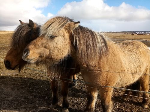 Žinduolis,  Gyvūnas,  Ūkis,  Žiurkė,  Gamta,  Iceland,  Be Honoraro Mokesčio