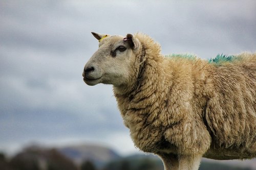 Žinduolis,  Pobūdį,  Avių,  Gyvūnas,  Lauke,  Škotija,  Škotijos,  Žemdirbystė,  Gyvulininkystė,  Ūkis,  Kaimas