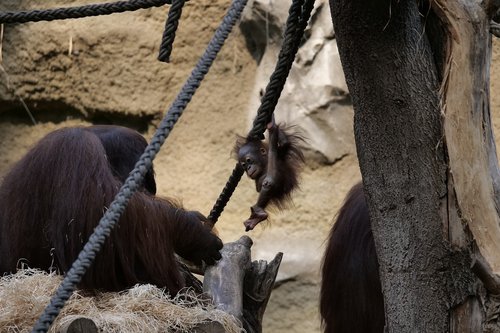 Žinduolis,  Orangutangas,  Jauna,  Mielas,  Beždžionė Kūdikis,  Orangutanai Kūdikis,  Pavojus,  Motiniška Meilė