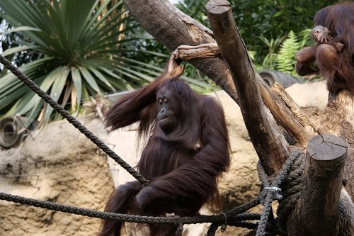 Žinduolių,  Orangutangas,  Orangutangas-Kūdikis,  Beždžionė,  Gamta,  Animalworld