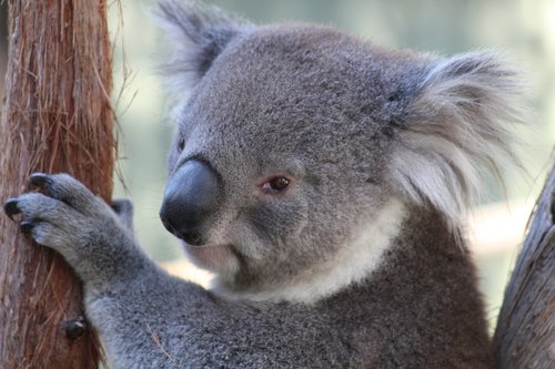 Žinduolis,  Gyvūnijos,  Gyvūnas,  Zoo,  Mielas,  Laukinių,  Koala,  Australija,  Gyvūnija