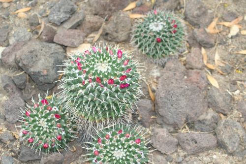 Mammalaria, Kaktusas, Dykumos Augalas, Žydintis Kambarinis Augalas