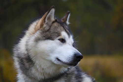 Žinduoliai,  Saldus,  Portretas,  Alaskan Malamute,  Sledas Šuo,  Be Honoraro Mokesčio