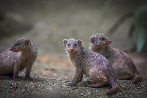 Žinduoliai,  Laukinė Gamta,  Gamta,  Mielas,  Be Honoraro Mokesčio