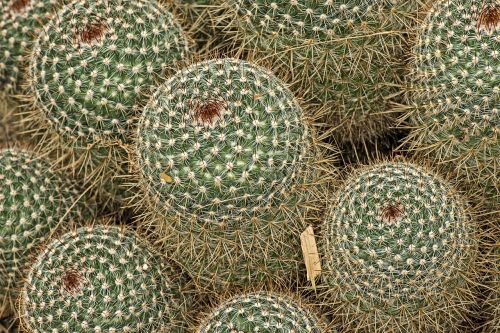Mamillaria Spinosissima, Kaktusas, Botanikos, Botanika, Gamta