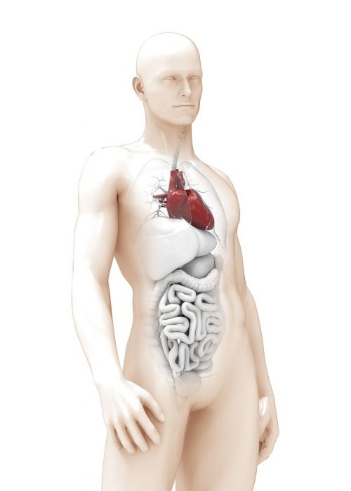Vyras, Anatomija, Širdis, 3D Modelis, Organas, Storas, Patinas, Moteris, Berniukas, Mergaitė