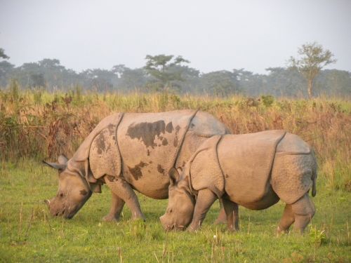 Manas Rhino, Manas Nacionalinis Parkas, Asamas, Indija