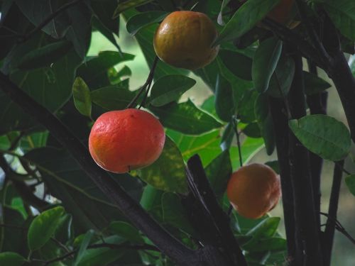 Mandarinas, Vaisiai, Citrusinis Vaisius, Medis, Citrusinių Reticulata
