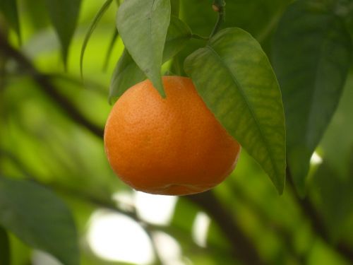 Mandarinas, Vaisiai, Medis, Sveikas, Citrusinis Vaisius, Citrus Nobilis, Oranžinė, Oranžinis Karalius, Mandarinas, Tangoras, Klementinas, Satsuma