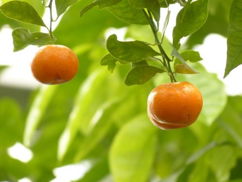 Mandarinas, Oranžinė, Medis, Vaisiai, Citrusinis Vaisius, Calamondinorange, Calamondin, Citrofortunella Microcarpa, Citrusinių Fortunella, Citrusinių Mitis, Citrofortunella