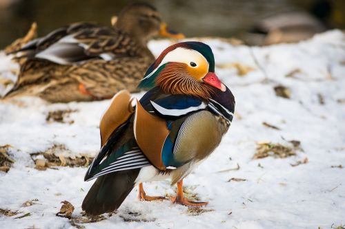 Mandarinų Antys, Antis, Aix Galericulata, Vandens Paukštis, Paukštis, Gyvūnų Pasaulis, Gamta, Gyvūnas, Plunksna, Plumėjimas, Vanduo, Kraštovaizdis, Paukščiai, Juoda, Fauna, Ežeras, Padaras, Sąskaitą, Seevogel, Lauke, Gyvūnų Portretas