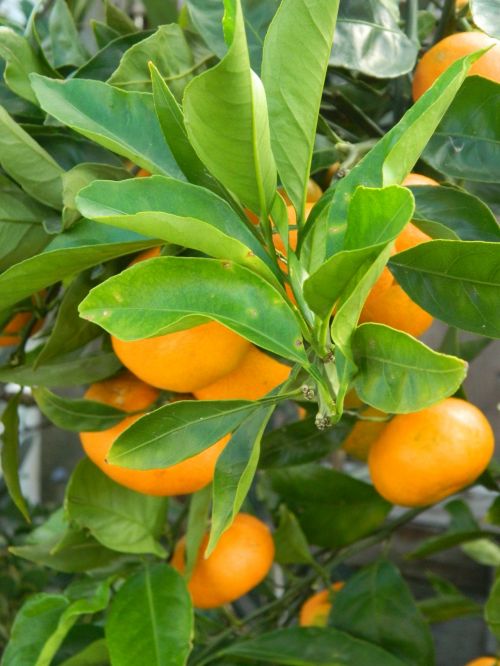 Vaisiai,  Citrusiniai & Nbsp,  Mandarinai,  Mandarin & Nbsp,  Medis,  Oranžinė,  Vitaminas & Nbsp,  C,  Mandarinų Vaisių Medis Ir Vaisiai