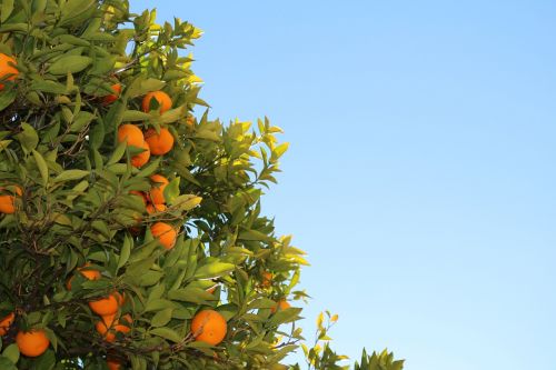 Mandarinai, Citrusiniai, Apelsinai, Vaisiai, Medis, Sultingas, Atogrąžų, Prinokę, Mandarinas, Ekologiškas, Natūralus, Auga, Nokinimas, Vaisiai, Lapai, Mėlynas, Dangus