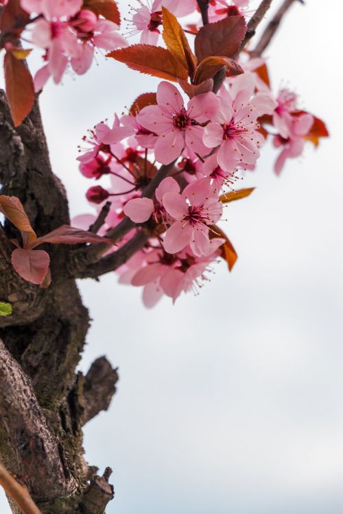 Mandulavirág, Migdolai, Gėlės, Pavasaris, Gėlė, Pavasario Gėlės, Japonijos Vyšnios