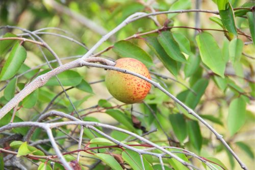 Mangaba, Boipeba, Tropiniai Vaisiai