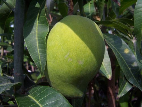 Mango, Vaisiai, Tropicale
