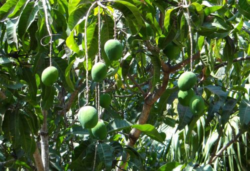 Mango, Mangifera Indica, Tropiniai Vaisiai, Žalias, Auga, Vaisiai, Karnataka, Indija