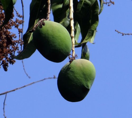 Mango, Mangifera Indica, Vaisiai, Tropiniai Vaisiai, Šviežias, Žalias, Indija