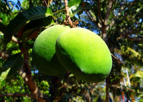 Mango, Mangifera Indica, Vaisiai, Tropiniai Vaisiai, Šviežias, Žalias, Indija