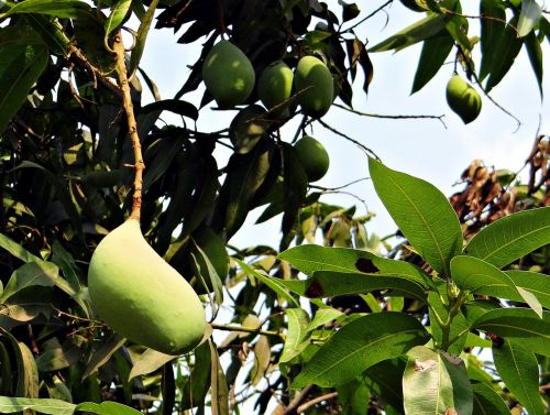 Mango, Totapuri, Didelis Derlius, Vaisiai, Atogrąžų, Indija