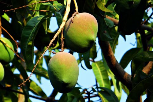 Mango, Mangifera Indica, Apie Prinokę, Tropiniai Vaisiai, Mango Medis, Vaisiai, Dharwad, Indija