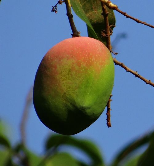 Mango, Mangifera Indica, Prinokę, Vaisiai, Tropiniai Vaisiai, Šviežias, Indija