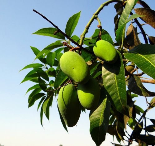 Mango, Vietos Štamas, Vėlai Auga, Žalias, Vaisių Sodas, Indija