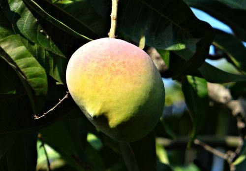 Mango, Mango Medis, Prinokę, Vaisiai, Dharwad, Indija